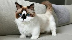 Nigdy nie dorastają: małe rasy kotów, które na zawsze pozostają uroczymi kociętami