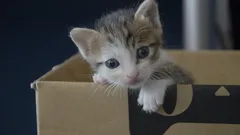 Jak nauczyć kotka korzystać z kuwety: krok po kroku poradnik rozwiązywania problemów