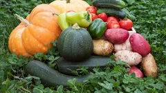 To, co rośnie w ogródku, nie zawsze jest bezpieczne: które warzywa pochłaniają toksyny z gleby?