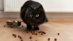 3 główne oznaki, że karma dla Twojego pupila już mu nie odpowiada: co mówią eksperci?