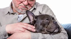 Wierne i spokojne: 5 ras psów, które przyniosą ciepło i lojalność seniorom