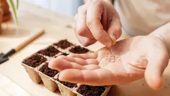 Ogród bez wydatków: które nasiona przetrwają zimę i dadzą plony nie gorsze od sklepowych