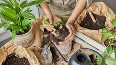 Sekret szybkiego wzrostu roślin: jak prawidłowo stosować kwas bursztynowy i uzyskać podwójny wzrost