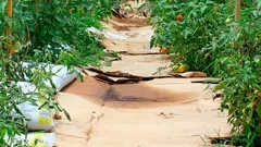 Nie obornik ani kompost: jesienny trik z kartonem zaskoczy nawet doświadczonych ogrodników