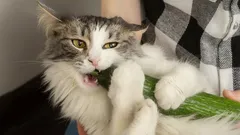 Jak prawidłowo dbać o kota: pięć praktycznych wskazówek od ekspertów