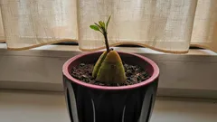 Tropiki na Twoim parapecie: jak łatwo wyhodować drzewko mango z pestki bez szklarni i czarów