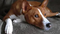 Zamierzasz mieć psa, a dostajesz kota: rasy, które zaskakują swoim zachowaniem