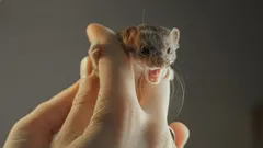 Najmniejszy drapieżny pupil: dlaczego warto się dobrze zastanowić, zanim go przygarniesz