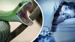 Dlaczego śnimy o wężach? Psychologia odsłania zaskakujące znaczenie tych snów