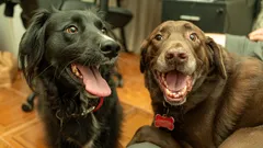 Jeden dom – dwa charaktery: jak nauczyć dorosłe psy żyć razem bez konfliktów