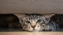 Ukryte lęki kotów: te 9 dźwięków wywołuje u pupili stres i chęć ucieczki