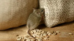 Myszy nie wrócą: dwie krople tego naturalnego środka odstraszą całą armię gryzoni