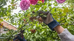 Zimowe zabezpieczanie róż: jak przycinać je w listopadzie, aby obficie kwitły