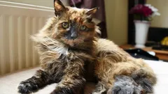 Ta kotka przeżyła prawie 40 lat: rekord, który wciąż pozostaje nietknięty