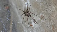 Dlaczego pająki wybierają właśnie Twój dom? Analiza przyczyn ich pojawiania się i proste sposoby na pozbycie się ich