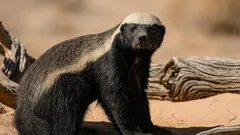 Wielkość lisicy, zuchwałość tygrysa: okrada lwy, kradnie miód i śmieje się kobrze w twarz