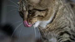 Jak koty rozpoznają swoich właścicieli? Nauka odkrywa tajemnice kociego węchu