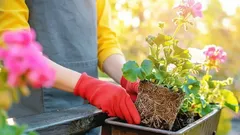 Jak prawidłowo przygotować rośliny balkonowe do zimy: przewodnik krok po kroku na listopad