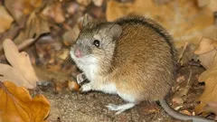 Norniki niszczą Twój ogród i dom? Wylej ten roztwór do nory, a znikną na zawsze