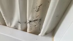 Pleśń na zasłonach prysznicowych? Nie wyrzucaj ich od razu – oto, jak pozbyć się pleśni na zawsze