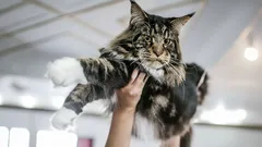 Oddane jak psy: te rasy kotów są stworzone dla tych, którzy szukają prawdziwego przyjaciela w swoim pupilu