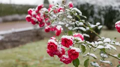 Jesienna pielęgnacja róż: jak przygotować krzewy do zimy, aby na wiosnę zakwitły magicznie