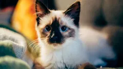 To będzie trudno naprawić: fatalny błąd w wychowaniu, który zmienia kociaka w dzikiego kota