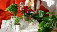 Masz w domu wiele roślin? Psycholodzy wyjaśniają, co to mówi o twojej osobowości