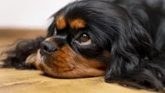 Psy pamiętają ból, ale potrafią wybaczać: Co musi wiedzieć każdy przyszły właściciel psa