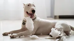 Nieokiełznana siła: trzy rasy psów, które nigdy nie wybaczą słabości swojemu właścicielowi