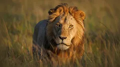 Tego na pewno nie wiedziałeś o lwach: czego teraz dowiadują się badacze o tajemniczym życiu królów przyrody