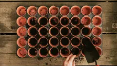 Jak kontrolować wzrost roślin, jakbyś miał pilota w ręku: porady, które naprawdę działają