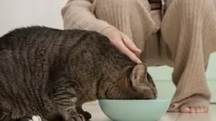 Kot nie może się nasycić i ciągle domaga się dokładki? Przyczyna nie leży w apetycie, lecz w niewłaściwej misce