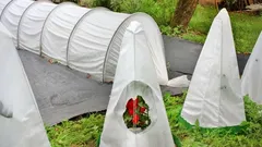 Tanio i skutecznie: najprostszy sposób na ochronę roślin ciepłolubnych na zimę