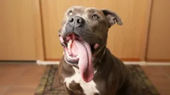 Psy nie mówią słowami, ale pokazują wszystko ciałem: jak zrozumieć, co czuje twój pupil