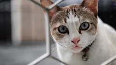 Kot będzie patrzył jak na obcego: trzy nawyki właściciela, które natychmiast niszczą zaufanie