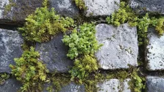 Prosty trik na mech w ogrodzie, który działa lepiej niż chemia – mech zniknie na zawsze