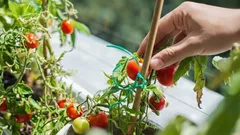 Łatwa uprawa witamin na parapecie: zielenina, warzywa i jagody przez cały rok