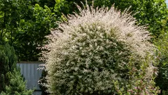 Puszysta chmurka na nóżce: jak z sadzonki wyhodować wierzbę godną cesarskiego ogrodu