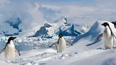 Antarktyda zamarzła na zawsze: skąd bierze się śnieg tam, gdzie nigdy nie pada deszcz?