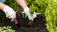 Listopadowe sadzenie bylin: sekrety wczesnego kwitnienia i odporności roślin