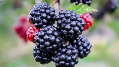 Duże i słodkie: sekrety uprawy jeżyn nawet w chłodnym klimacie