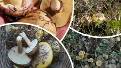 Szczyt sezonu grzybowego 2025 — gdzie i kiedy w październiku zbierać pełne kosze grzybów
