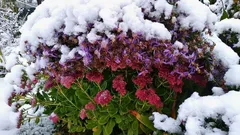 Wiosną podziękujesz sobie za ten krok: byliny nie tylko przetrwają, ale także będą kwitły obficiej