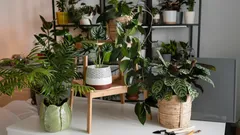 Nieśmiertelni sąsiedzi: kwiaty, które nie potrzebują pielęgnacji ani uwagi – żyją, nawet gdy o nich zapomnisz