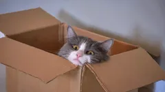 Dlaczego koty tak bardzo kochają pudełka? Sekrety znane tylko prawdziwym miłośnikom kotów