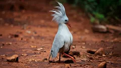 Duch lasu z czerwonymi oczami: tajemniczy ptak, który od wieków strzeże swojej izolacji