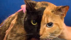 Dlaczego niektóre koty mają wyraźnie dwukolorowe twarze – będziesz zaskoczony