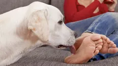 Dlaczego psy liżą nogi swojego właściciela? Kynolodzy wyjaśniają zaskakujące powody