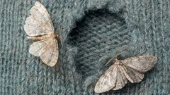 Walka z molami: ten dar jesieni rośnie wszędzie i jest bardzo skuteczny przeciwko molom